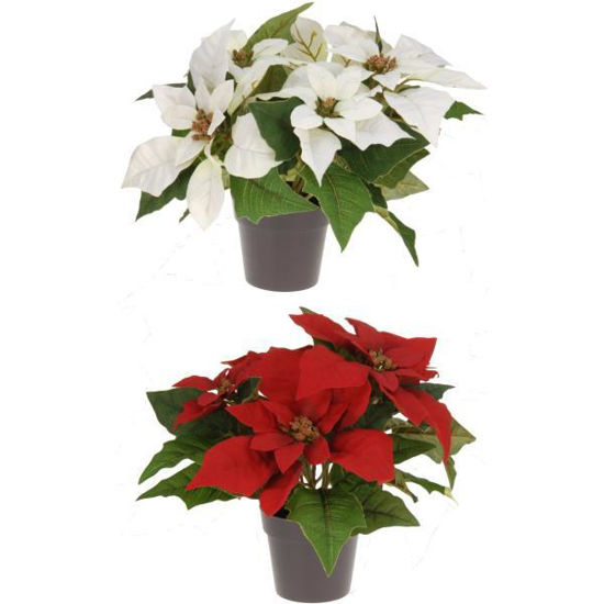 koop317900900-maceta-flor-pascua-25cm-317900900