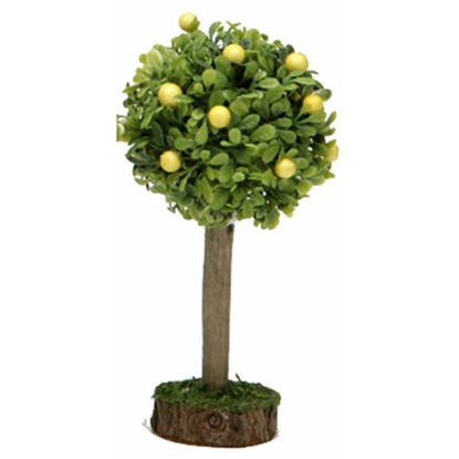 belec11117-arbol-limonero-12cm-c111