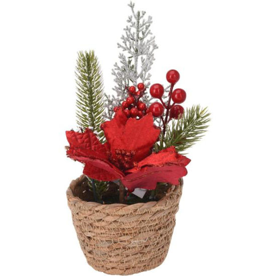 koopanm101260-planta-de-navidad-ces