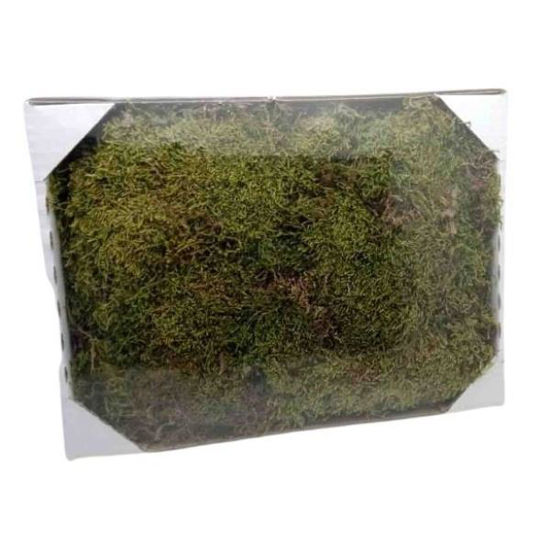 tole1489-musgo-natural-100gr-caja