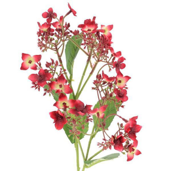 zara263708-vara-hydrangea-wild-roja